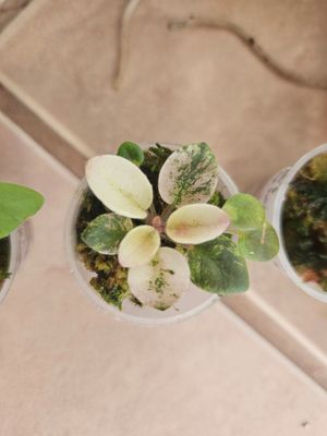 African Violet Rob's Slap Happy Miniature Starter Plant African Violet Rob's Slap Happy Miniature Starter Plant