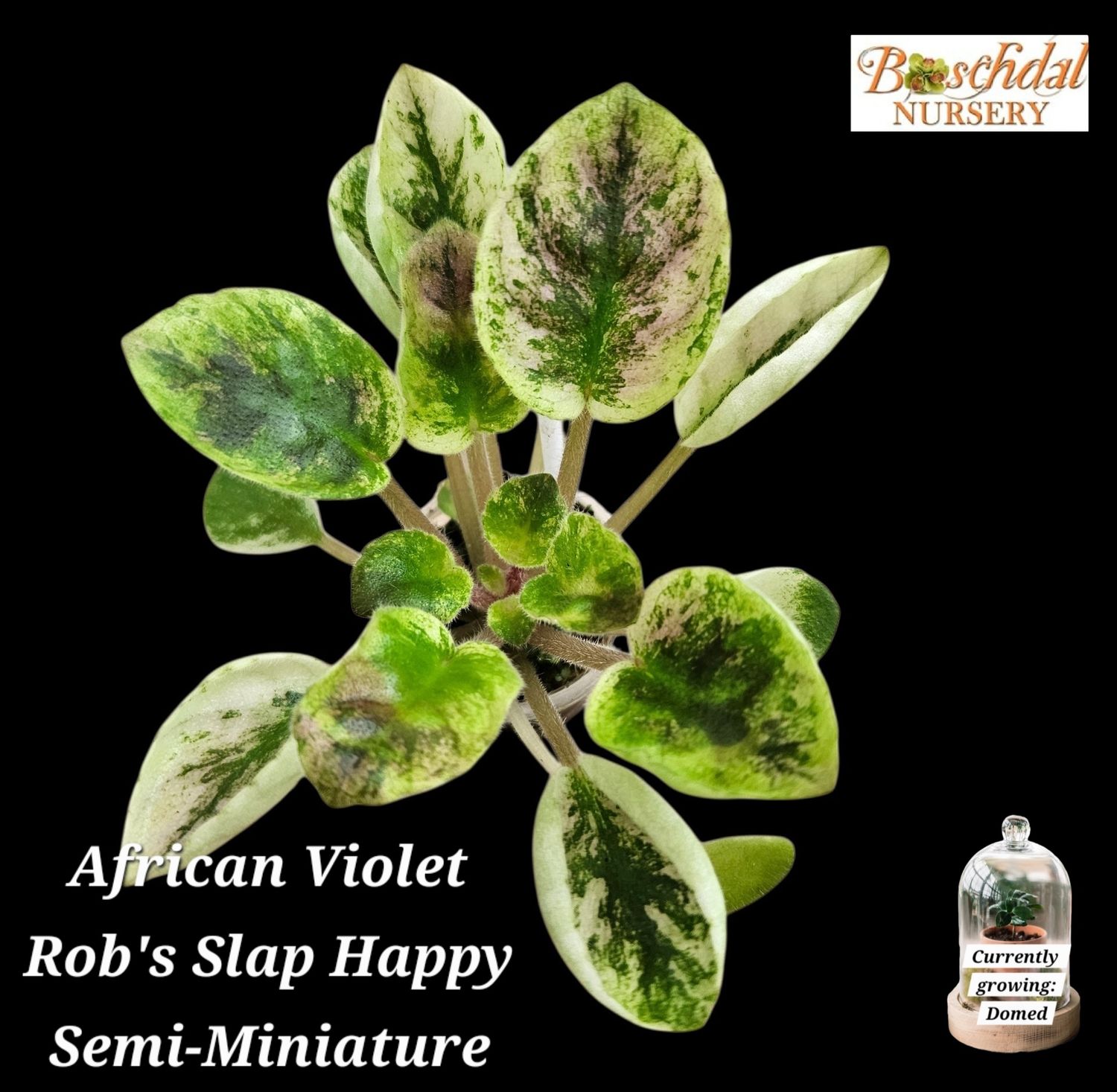 African Violet Rob's Slap Happy Miniature Starter Plant