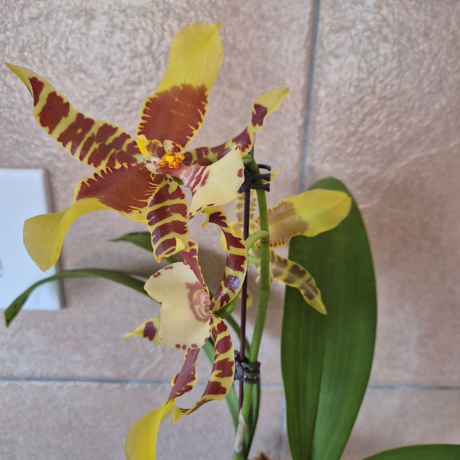 Oncidium brown and yellow Oncidium brown and yellow
