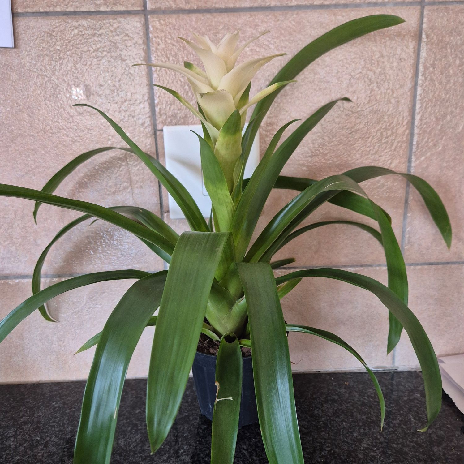 Guzmania Snowflake Guzmania Snowflake