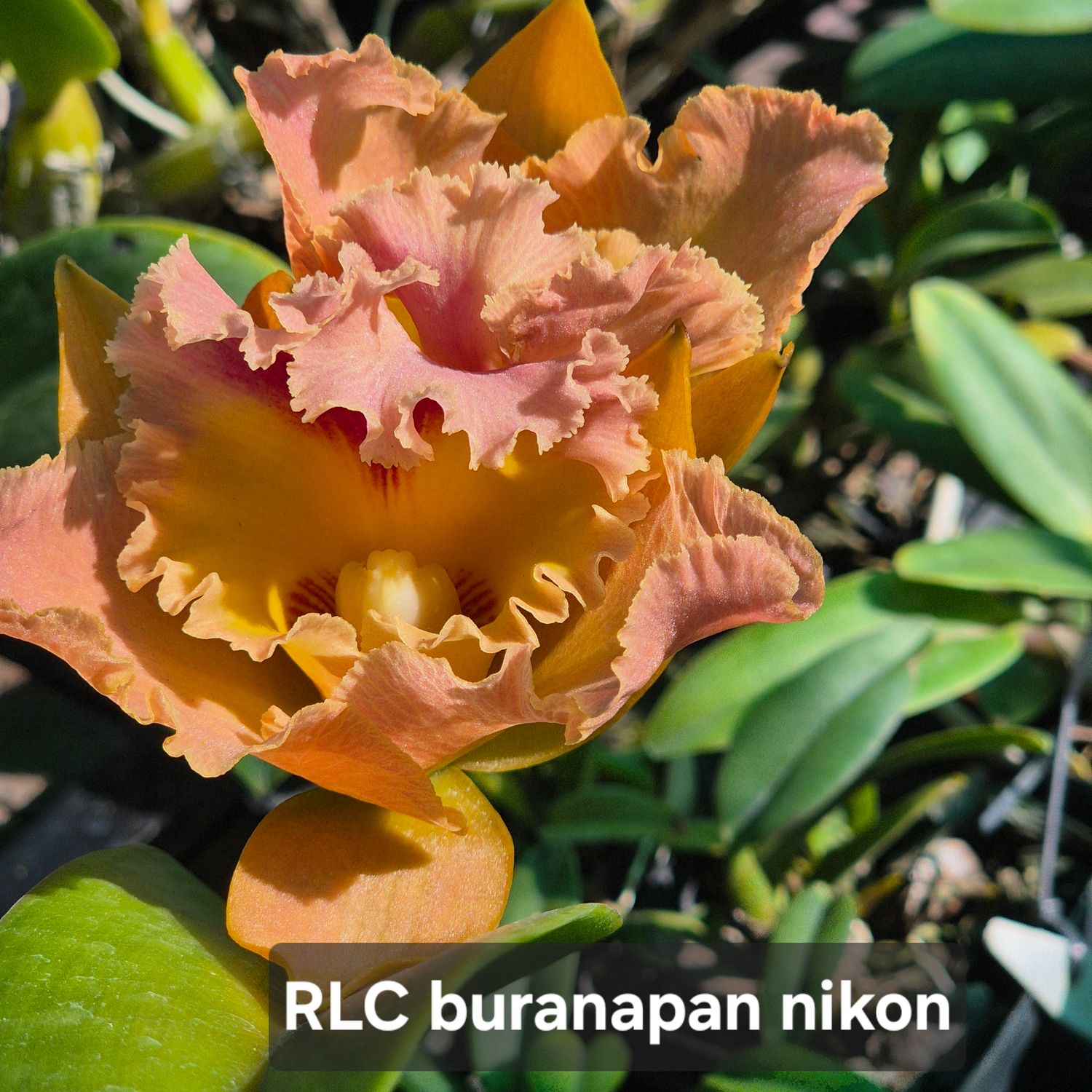 RLC Buranapam nikon
