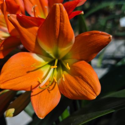 Clivia Apricot green center