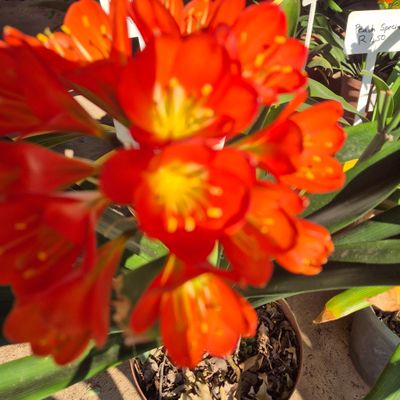 Clivia Apricot green center