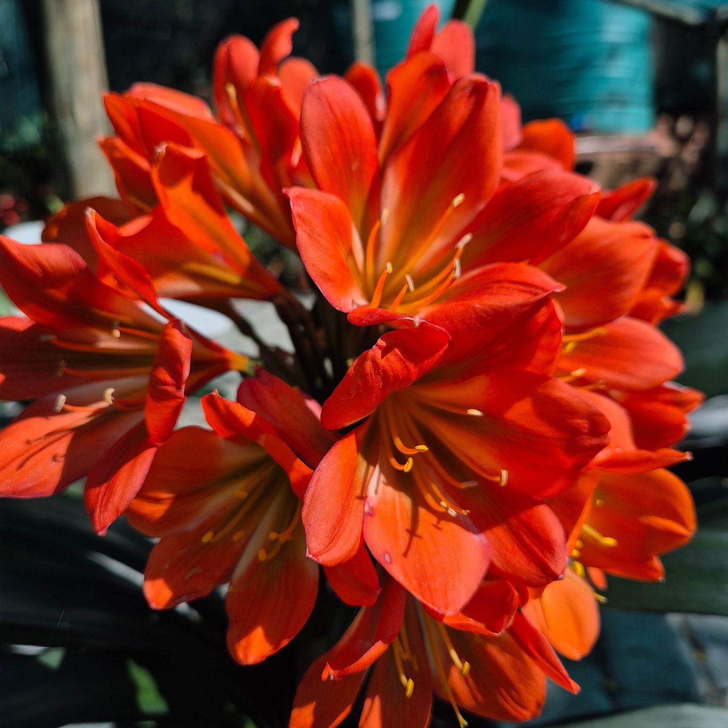 Clivia huge orange green center