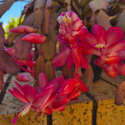 Lidroos.    Easter cactus