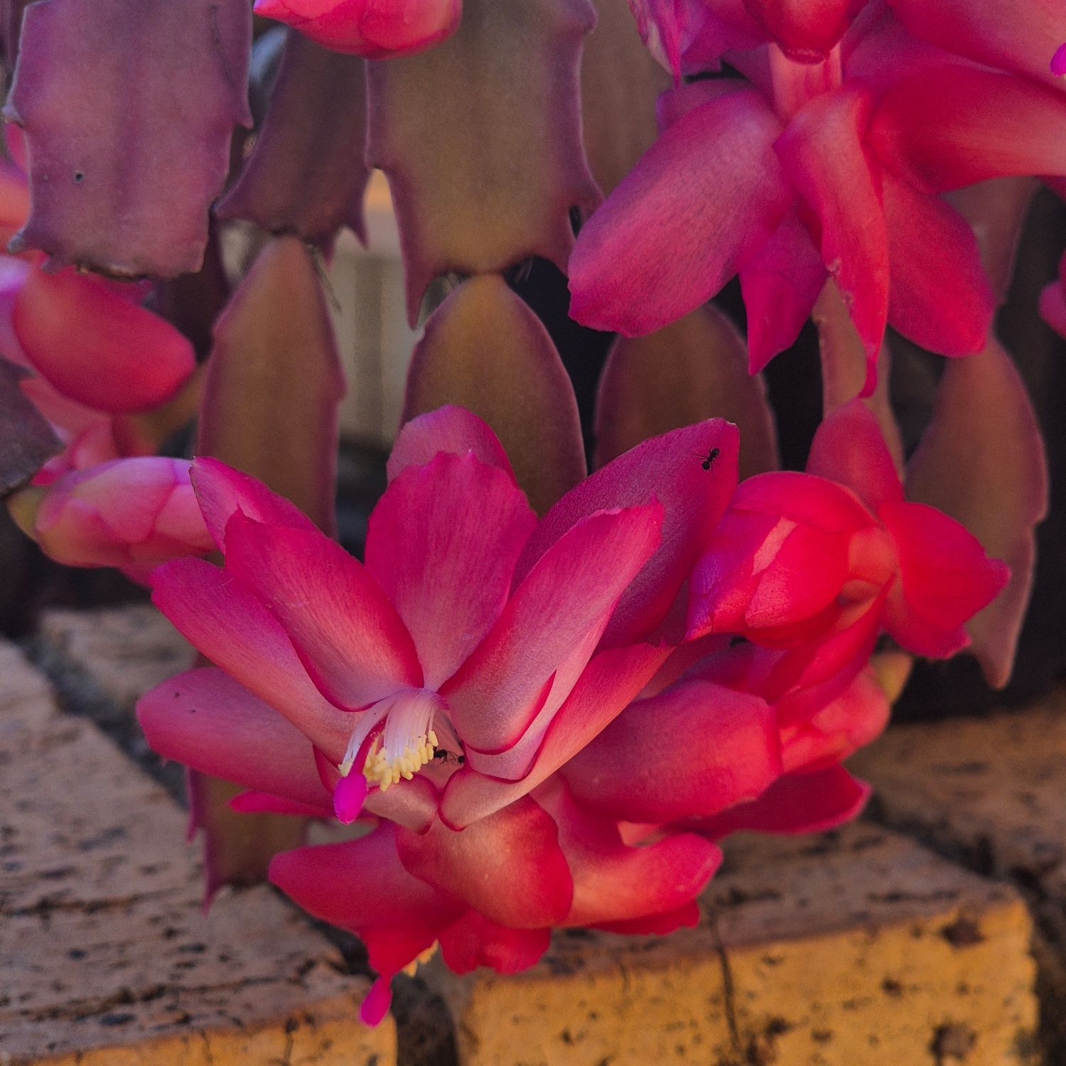 Lidroos.    Easter cactus