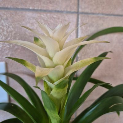Guzmania snowflake