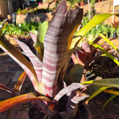 Billbergis meroon variegata