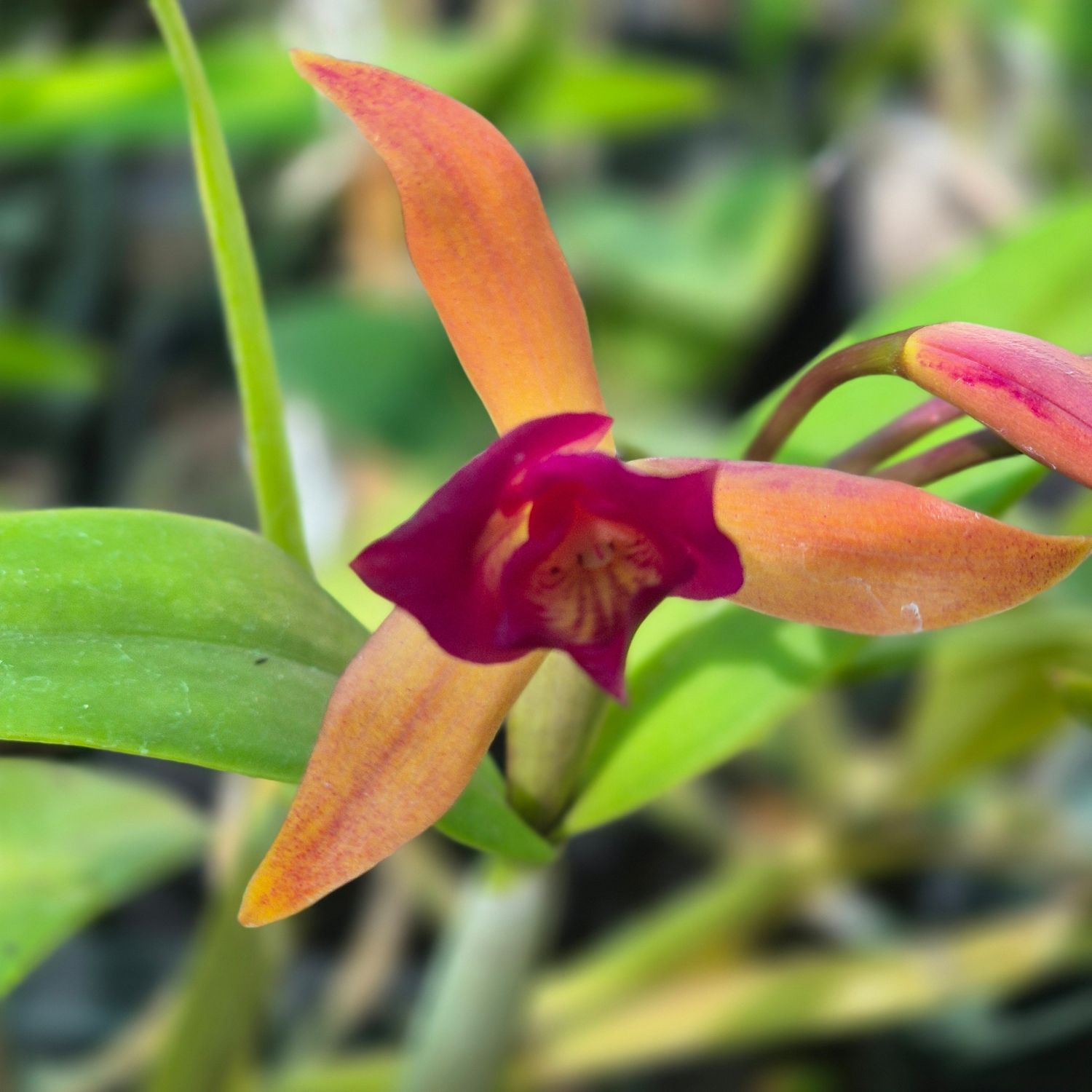 Cattleya pinnawe beauty Cattleya pinnawe beauty