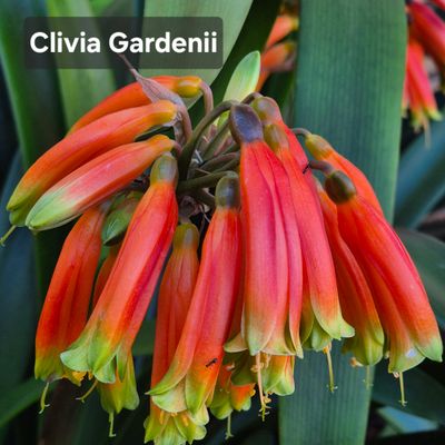 Clivia Robusta red