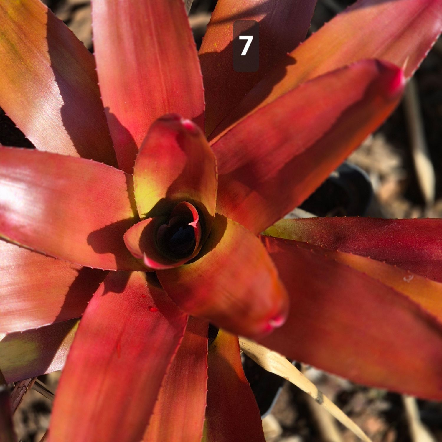 Bromelia red Bromelia red