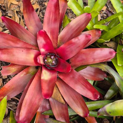 Bromelia red
