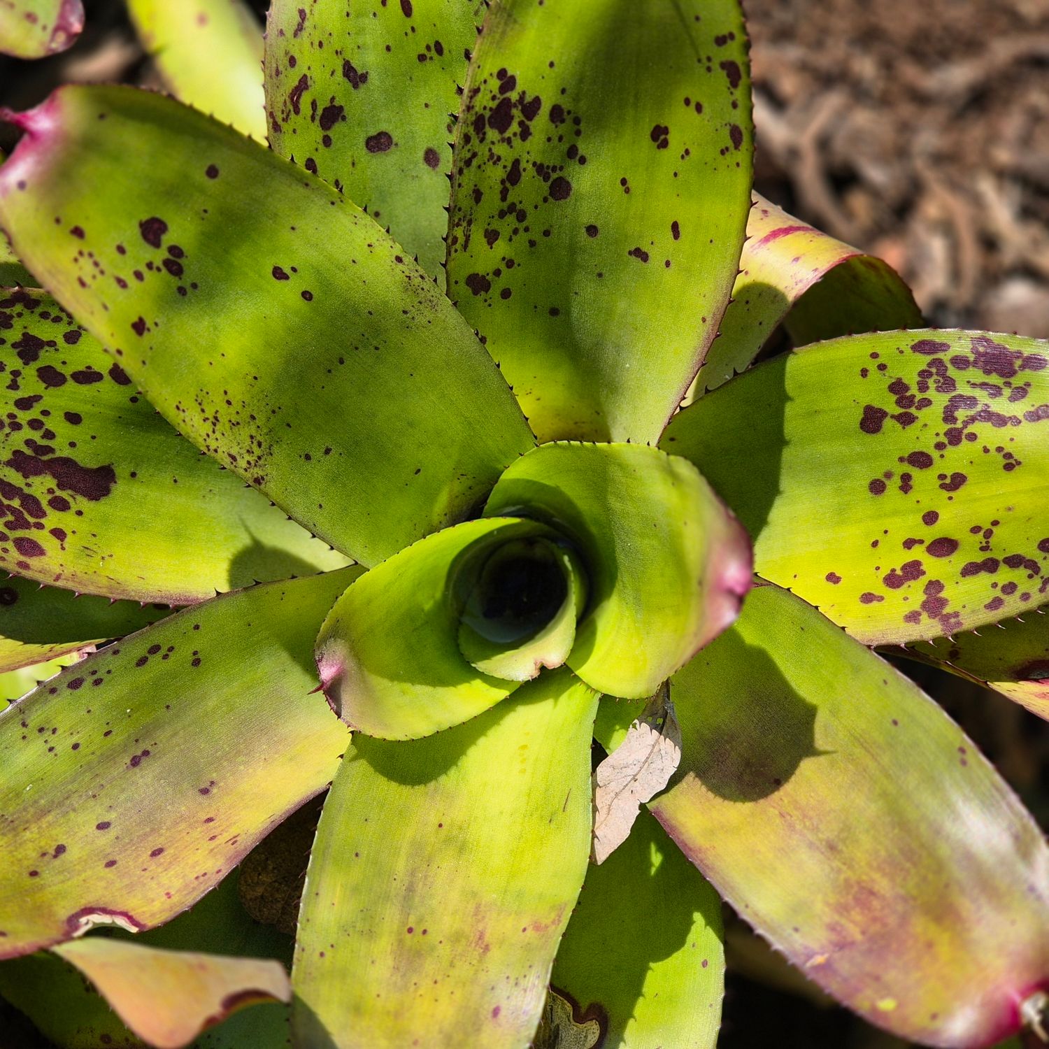 Bromelia noid Bromelia noid