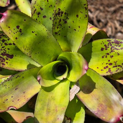Bromelia noid Bromelia noid