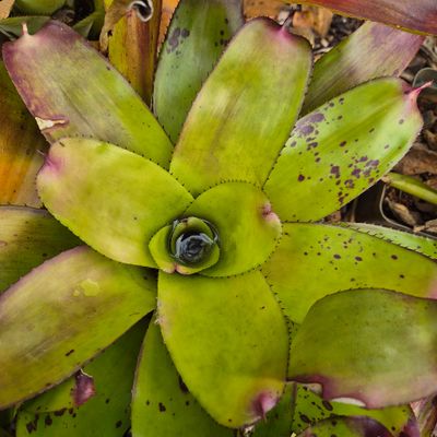 Bromelia noid