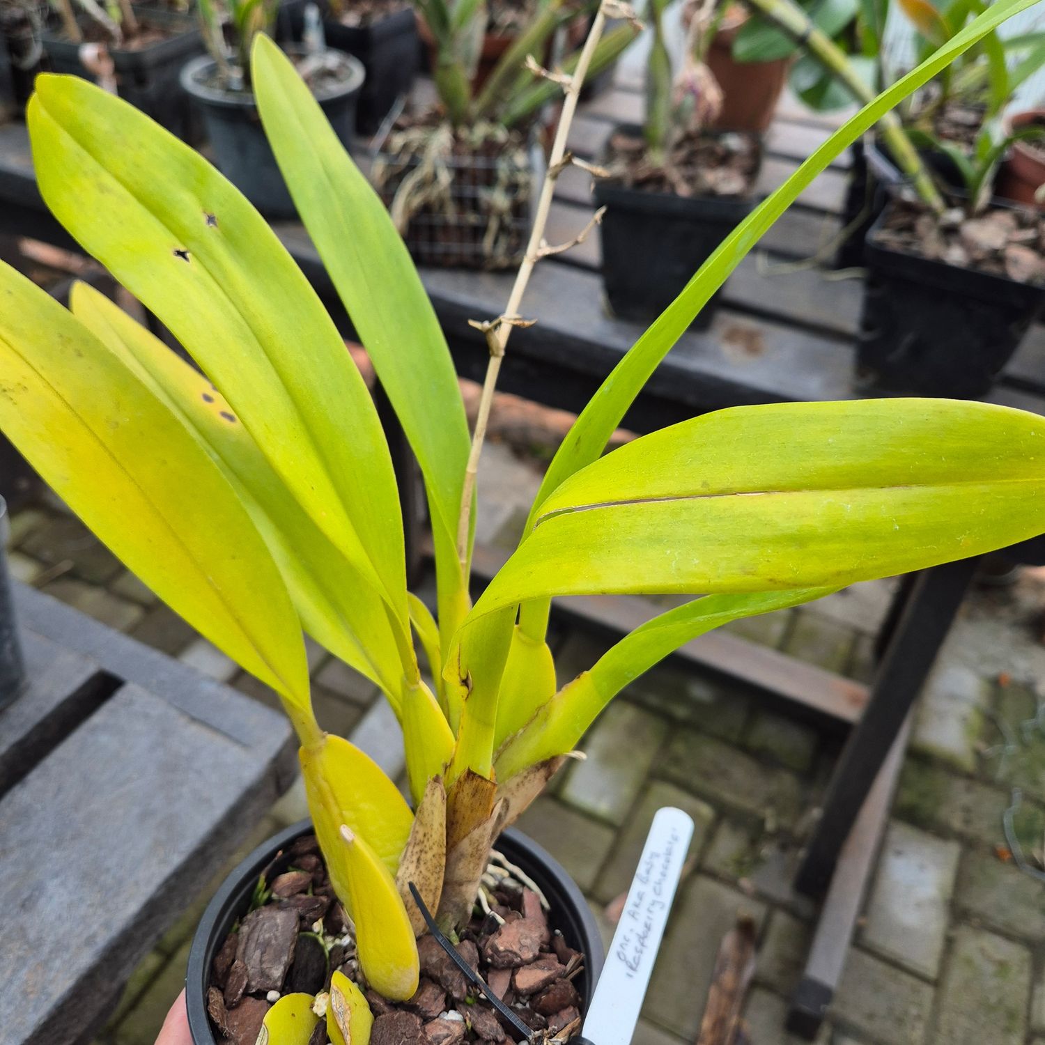 Oncidium aka Baby 'Raspberry chocolate' Oncidium aka Baby 'Raspberry chocolate'