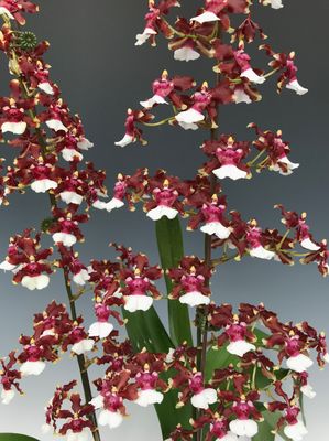 Oncidium aka Baby 'Raspberry chocolate'