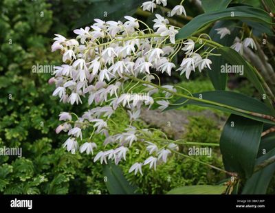 Dendrobium x delicatum