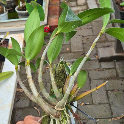Dendrobium x delicatum Dendrobium x delicatum
