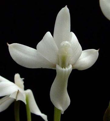 Aerangis cryptodon