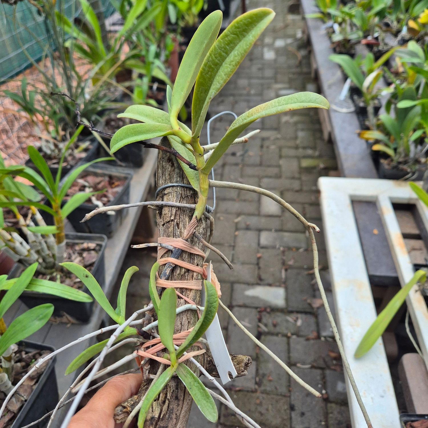 Aerangis cryptodon Aerangis cryptodon