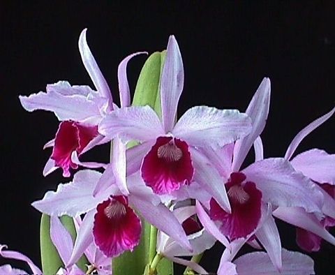 Cattleya purperata venosa 'Spitskop' x Cattleya Pulcherrima "Beach Valley" Cattleya purperata venosa 'Spitskop' x Cattleya Pulcherrima "Beach Valley"