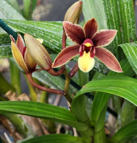 Cymbidium aloifolium x anselia africana Cymbidium aloifolium x anselia africana