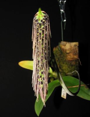 Bulbophyllum Lemniscatoides