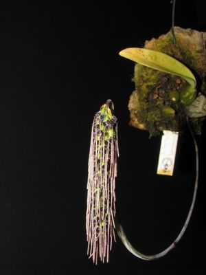 Bulbophyllum Lemniscatoides