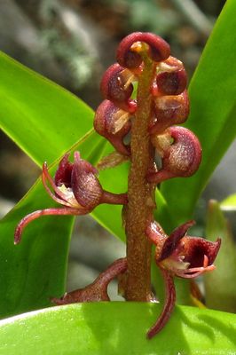 Bulbophyllum sandersonii