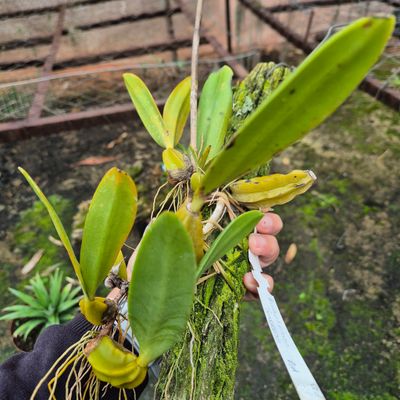 Bulbophyllum sandersonii