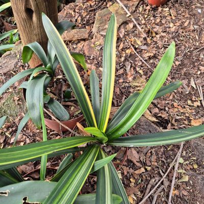 Clivia variegated 