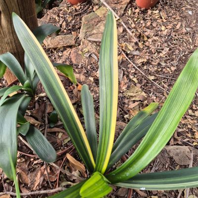 Clivia variegated 