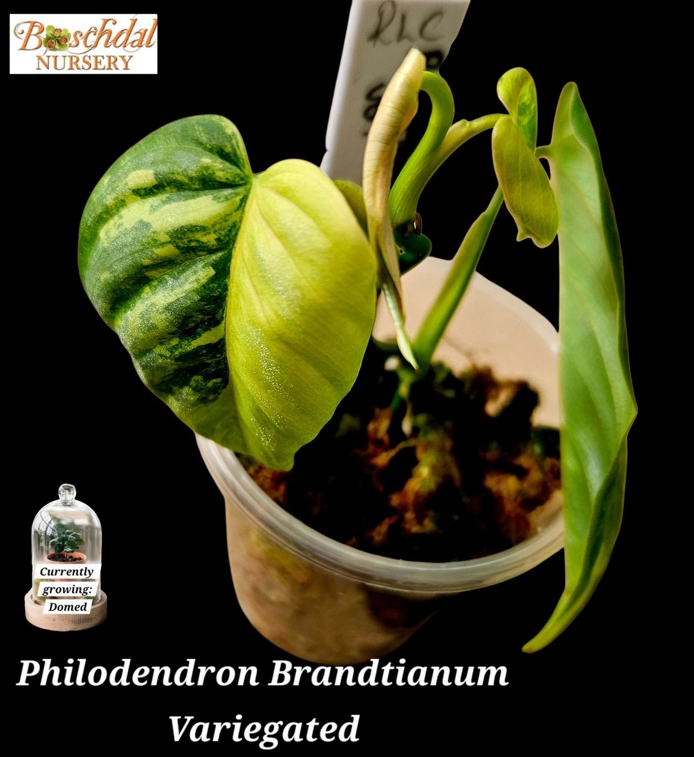 Philodendron Brandtianum Variegated