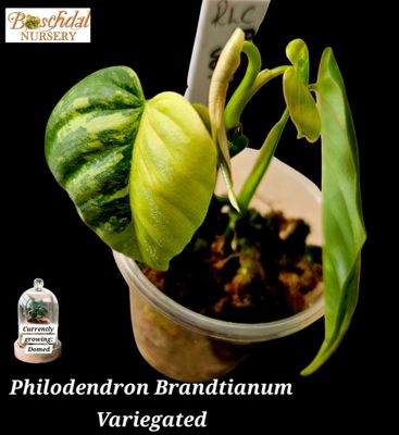 Philodendron Brandtianum Variegated