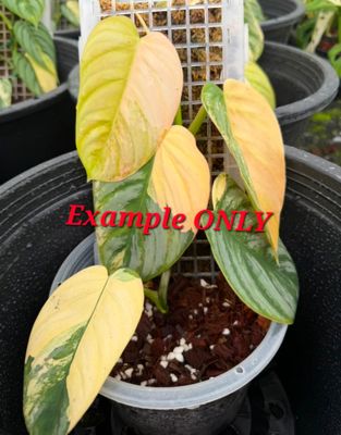 Philodendron Brandtianum Variegated