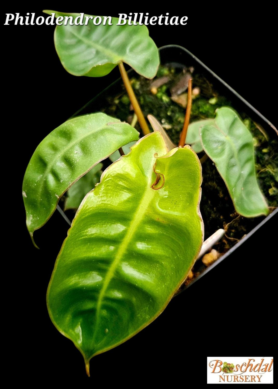 Philodendron Billietae