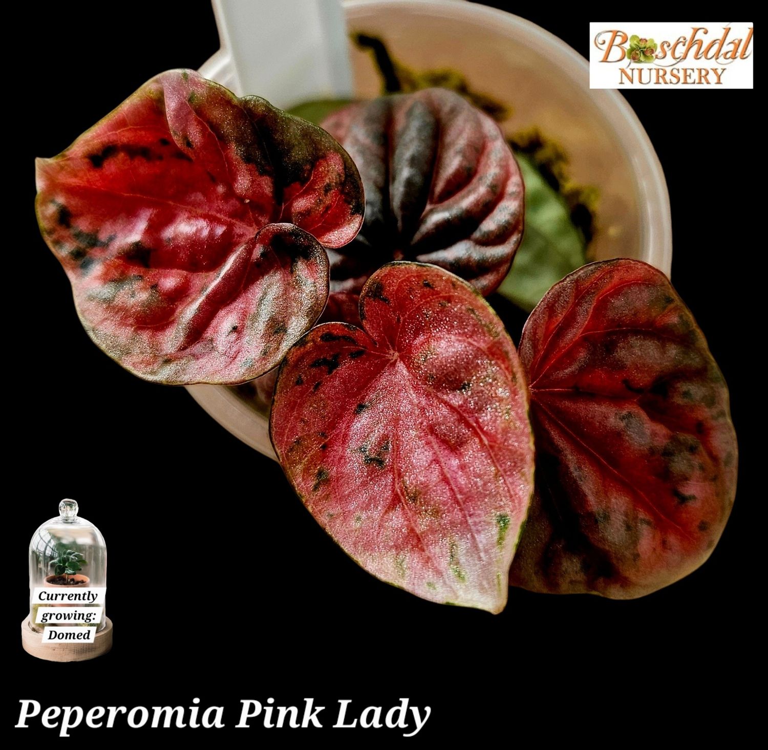 Peperomia Pink Lady