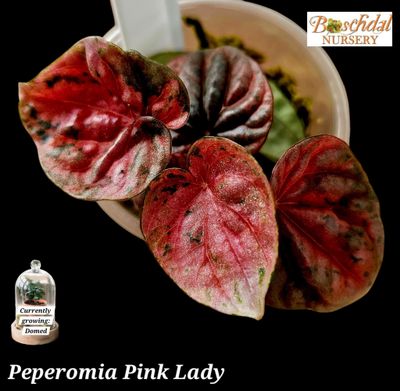 Peperomia Pink Lady