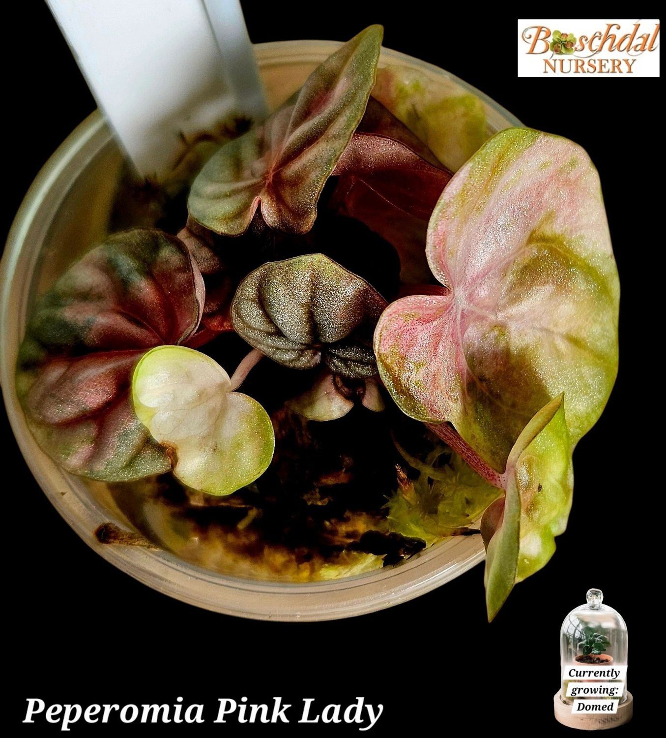 Peperomia Pink Lady