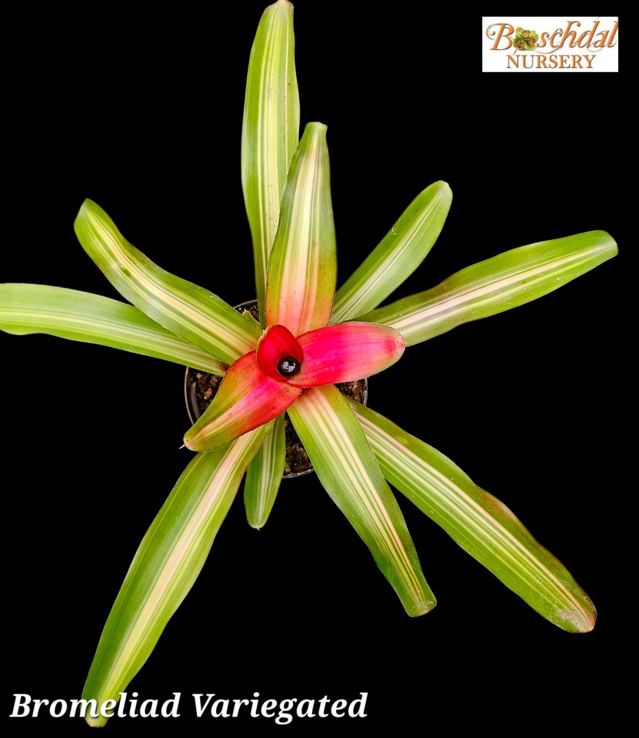 Bromeliad Variegated T
