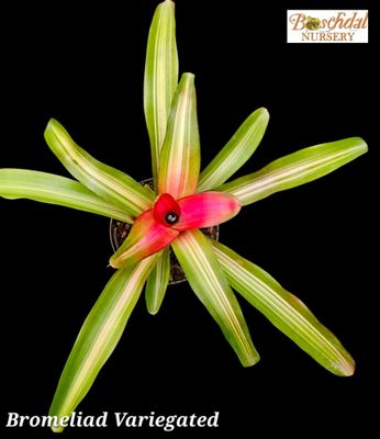 Bromeliad Variegated T