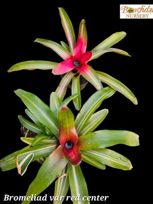 Bromeliad Variegated T