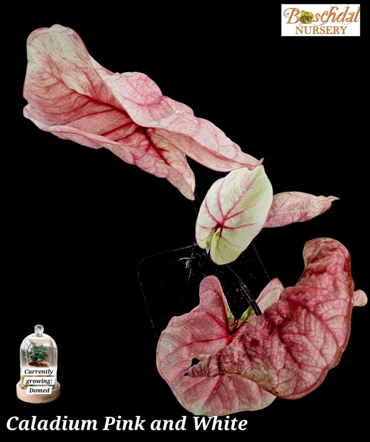 Caladium Pink and White