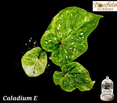 Caladium E Caladium E