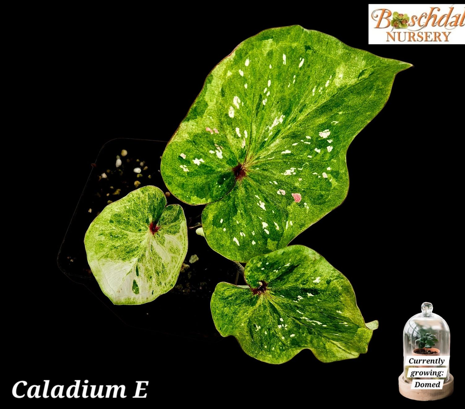 Caladium E