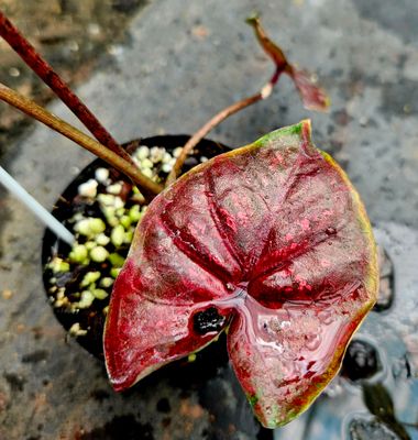 Caladium E
