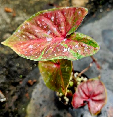 Caladium E Caladium E