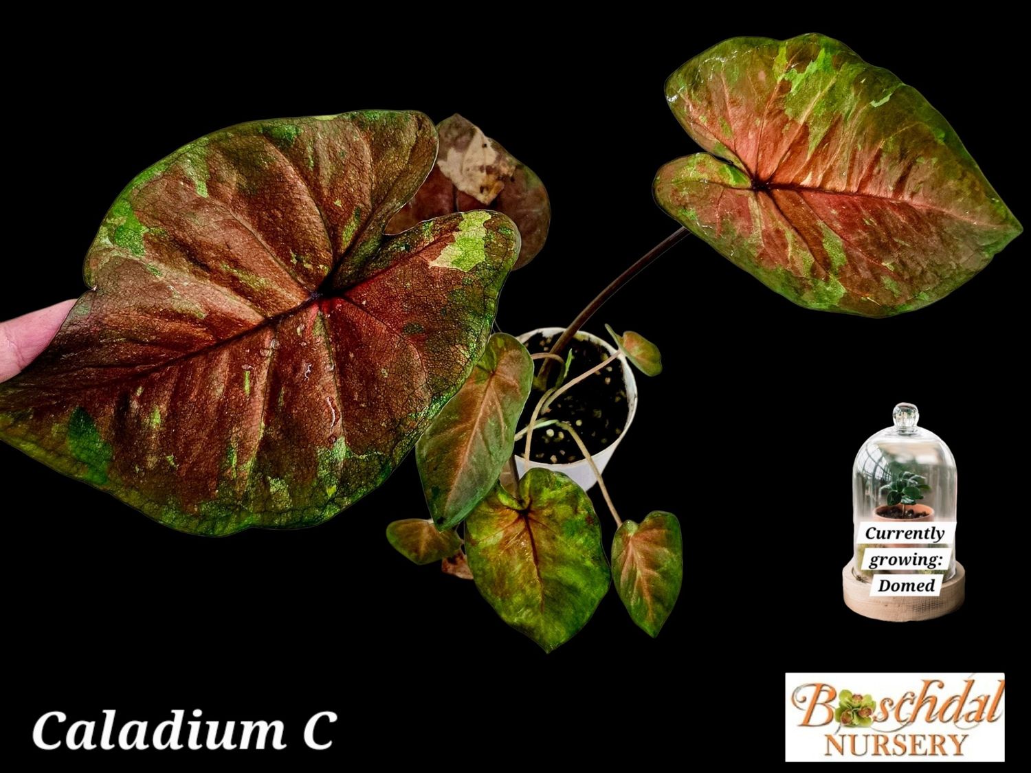Caladium C
