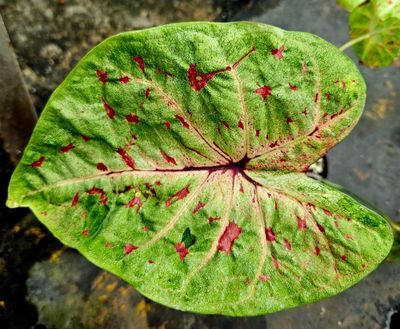 Caladium C Caladium C